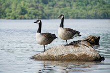 Canada Geese Pair Together At Loch Lomond In Scotland