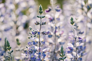 Wall Mural - Silver Lupine (Lupinus argenteus) close-up. Beautiful wildflowers at sunset with green blurred background