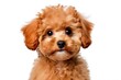 Portrait of poodle on white background, AI generated