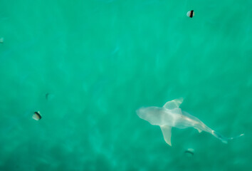 Bull shark in the ocean 