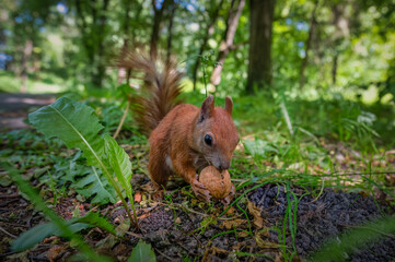 Canvas Print - squirrel in the forest