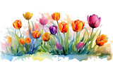 vibrant tulip border in watercolor style, isolated on a transparent background for design layouts
