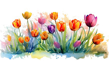 Vibrant Tulip Border In Watercolor Style, Isolated On A Transparent Background For Design Layouts