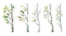 birch tree branches in watercolor style, isolated on a transparent background for design layouts