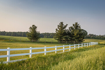 A white board fence along a pasture with white pine trees with a split-rail fence on the other side and a blue sky.