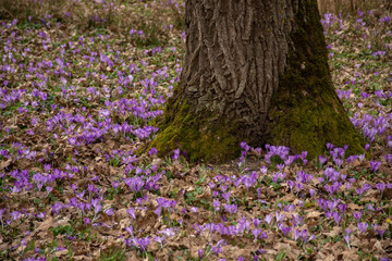 Wall Mural - Crocus heuffelianus, Crocus vernus  in Bistrita, Romania