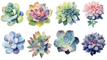 Succulent In Watercolor Style, Isolated On A Transparent Background For Design Layouts