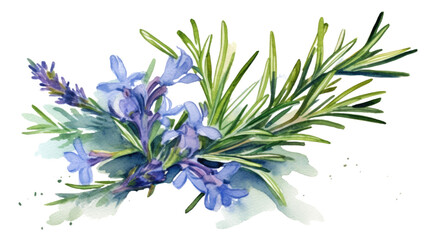 Wall Mural - rosemary in watercolor style, isolated on a transparent background for design layouts