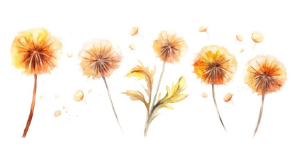 dandelion in watercolor style, isolated on a transparent background for design layouts