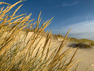 Wall Mural - Beach grass on dune landscape