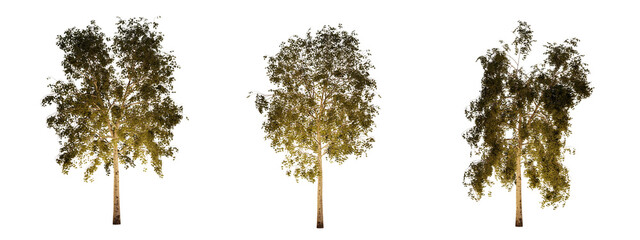 Wall Mural - isolated, cutout, hires betula tree night scene with uplight in transparent background, best for parking landscape design, best for night render visualisation, post production and compositing.