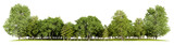 Fototapeta Perspektywa 3d - forest line PNG file transparent background, 3d illustration rendering