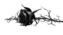 Enigmatic Black Rose With Thorns Isolated On A Transparent Background For Design Layouts