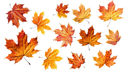 vibrant autumn maple leaves isolated on a transparent background for design layouts