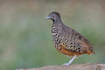 Wall Mural - female bird looking for its mate while standing high on dirt top, barred buttonquail