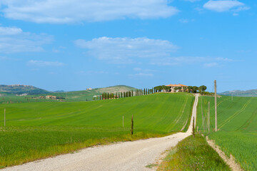 Wall Mural - typical  Tuscan rural scene long drive leading through fields to traditional style homestead