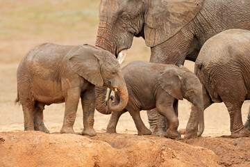 Canvas Print - Young African elephants (Loxodonta africana) covered in mud, Addo Elephant National Park, South Africa.