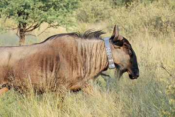 Wall Mural - a blue wildebeest (connochaetes taurinus) fitted with a satellite tracking collar used for scientifi