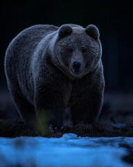 Wall Mural - big male bear in the dark at spring