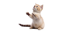 Cute Playful Kitten Cat Isolated On Transparent Background. PNG. 
