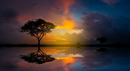 Wall Mural - panorama silhouette tree in africa with sunset.tree silhouetted against a setting sun reflection on 