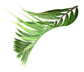 Sticker - tropical nature green palm leaf on transparent background png file