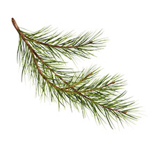 Pine Branch Watercolor Isolated Illustration. Green Natural Forest Christmas Tree. Needles Branches Greenery Hand Drawn. Holiday Decor With Fir Branch. Holiday Celebration Decoration For 2024 New Year