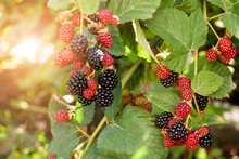 Blackberry Fruits Ripening. Blackberries Bush In Garden With Sun Light. Blackberry Harvest Concept.