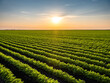 © Westend61 - Vast carrot field at sunset