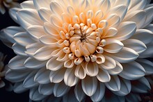 Portrait Macro Chrysanthemum With Light Exposure AI Generative 