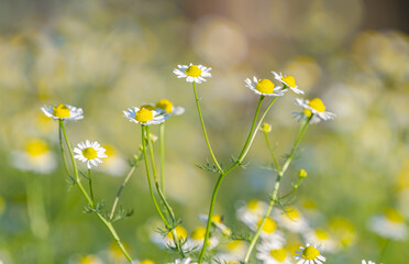 Poster - summer landscape on a meadow of medicinal daisies