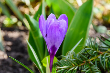 Wall Mural - Violet crocus flower in a forest at early spring