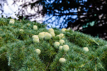 Cones On Branches Of The Lebanese Cedar Tree (cedrus Libani)