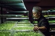 Worker picks micro greens on shelves of a micro greens farm. Generative ai