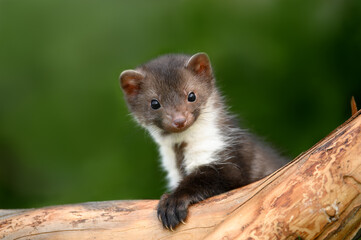 cute beech marten kit portrait in summer