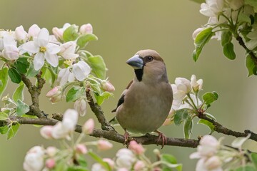 A beautiful hawfinch female sitting on the flowering twig.  Coccothraustes coccothraustes. Spring in the apple orchard. 