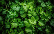 Organic coriander leaves background, Generative AI