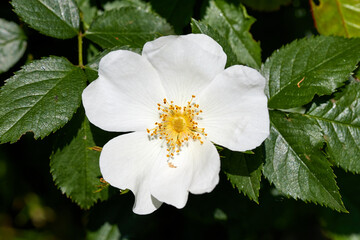 Wall Mural - White wild rose macro shot with black background and green leaves