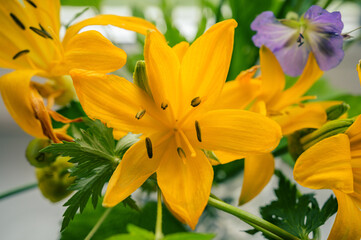 Wall Mural - Yellow lily flower in vase, close up. Selective focus with shallow depth of field.