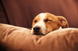 Dog on sofa, sleep and peace in home for happy pet in comfort and safety in living room. Tired Jack Russell sleeping on couch, furniture and pets with loyalty, cute face and pillow in lounge alone.