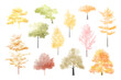  autumn, spring tree watercolor vector illustration, Minimal style tree painting hand drawn, Side view, set of graphics trees elements drawing for architecture and landscape design. Tropical