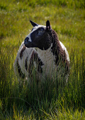 Sticker - lamb in marsh