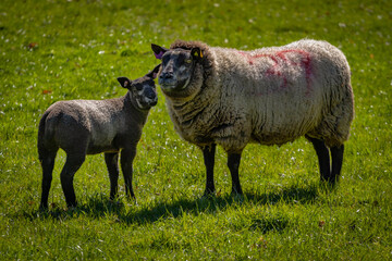 Canvas Print - blue texel lamb and ewe