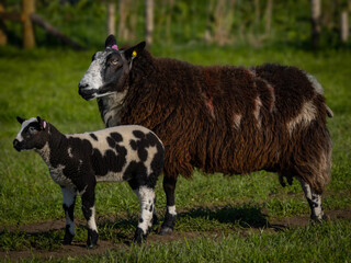 Canvas Print - Ewe and lamb in field