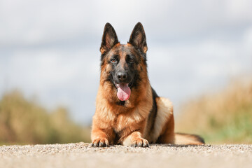 Wall Mural - German Shepherd