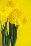Fototapeta Dmuchawce - Yellow daffodils on yellow background, bouquet of narcissus flowers, copy space