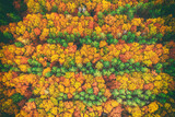 Fototapeta Do pokoju - Autumn forest from above