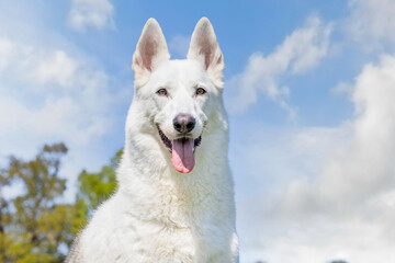 Wall Mural - German Shepherd