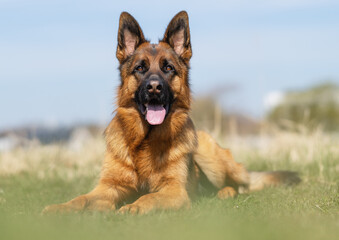 Wall Mural - German Shepherd