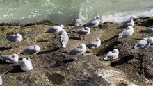 Gulls On The Rocks Resting